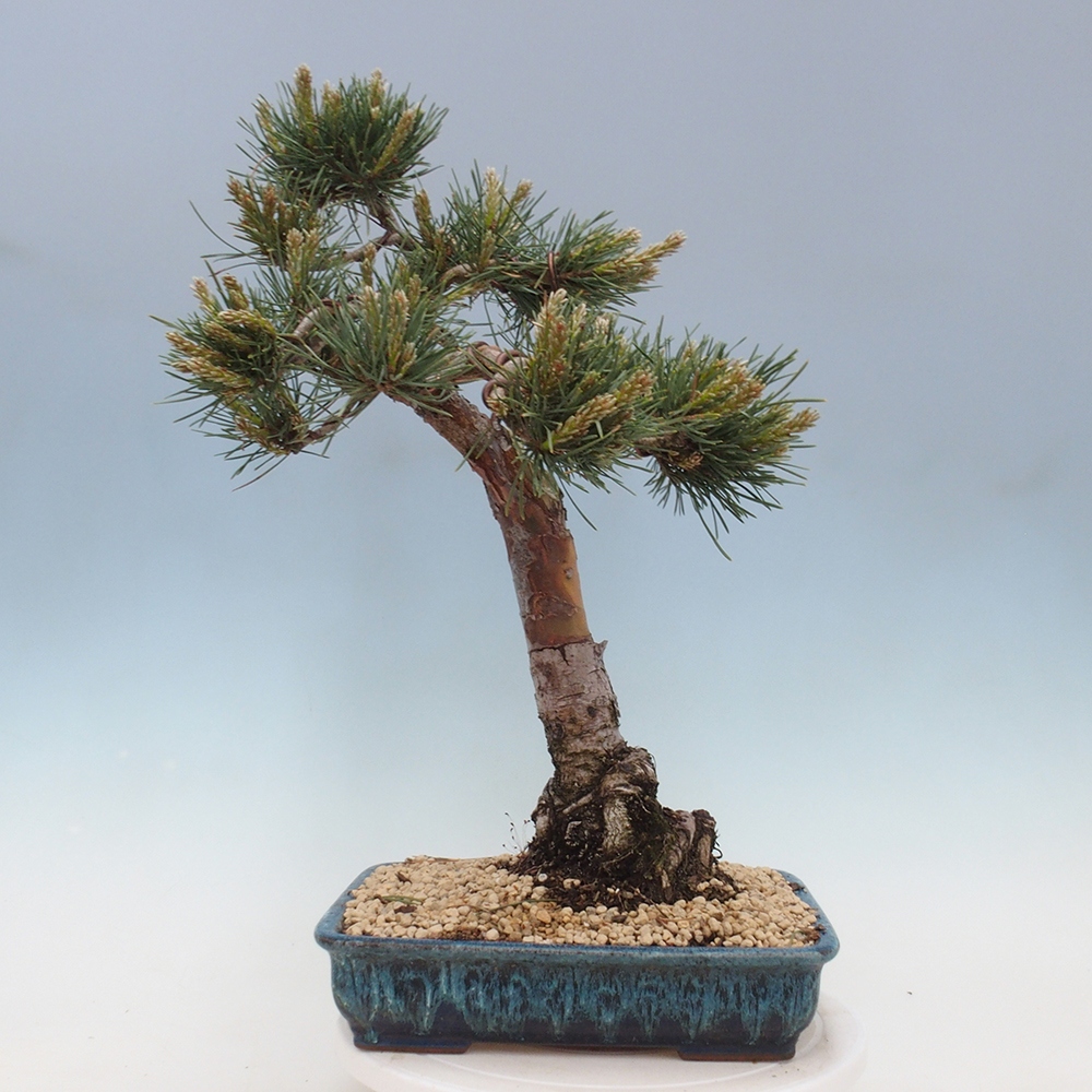 Vonkajšie bonsai - Pinus Sylvestris - Borovica lesná