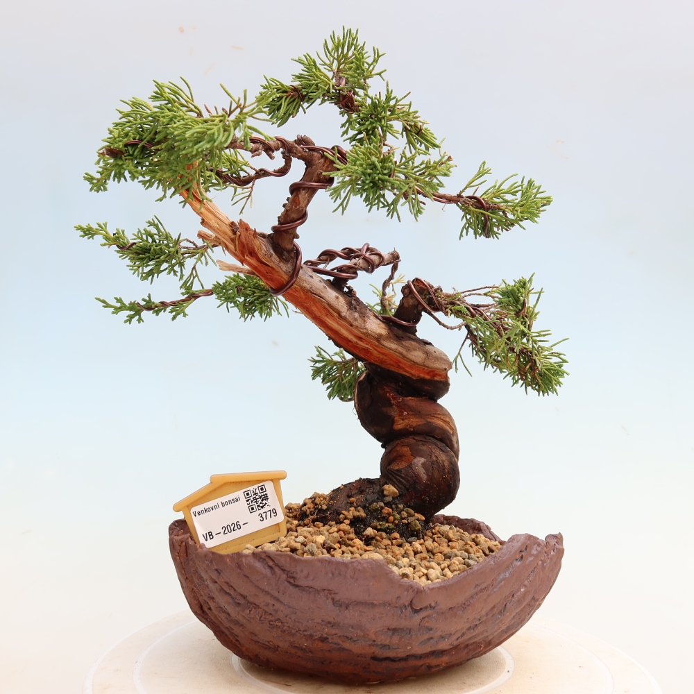 Vonkajší bonsai – Juniperus chinensis Itoigawa – čínsky jalovec