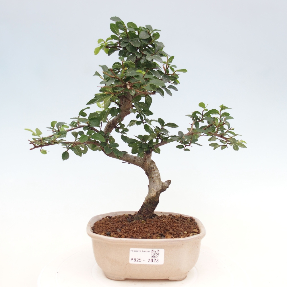 Izbová bonsai-malolistá brest 