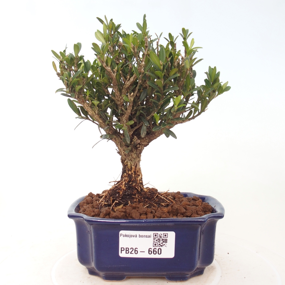 Izbové bonsaje - Buxus harlandii - korkový buxus