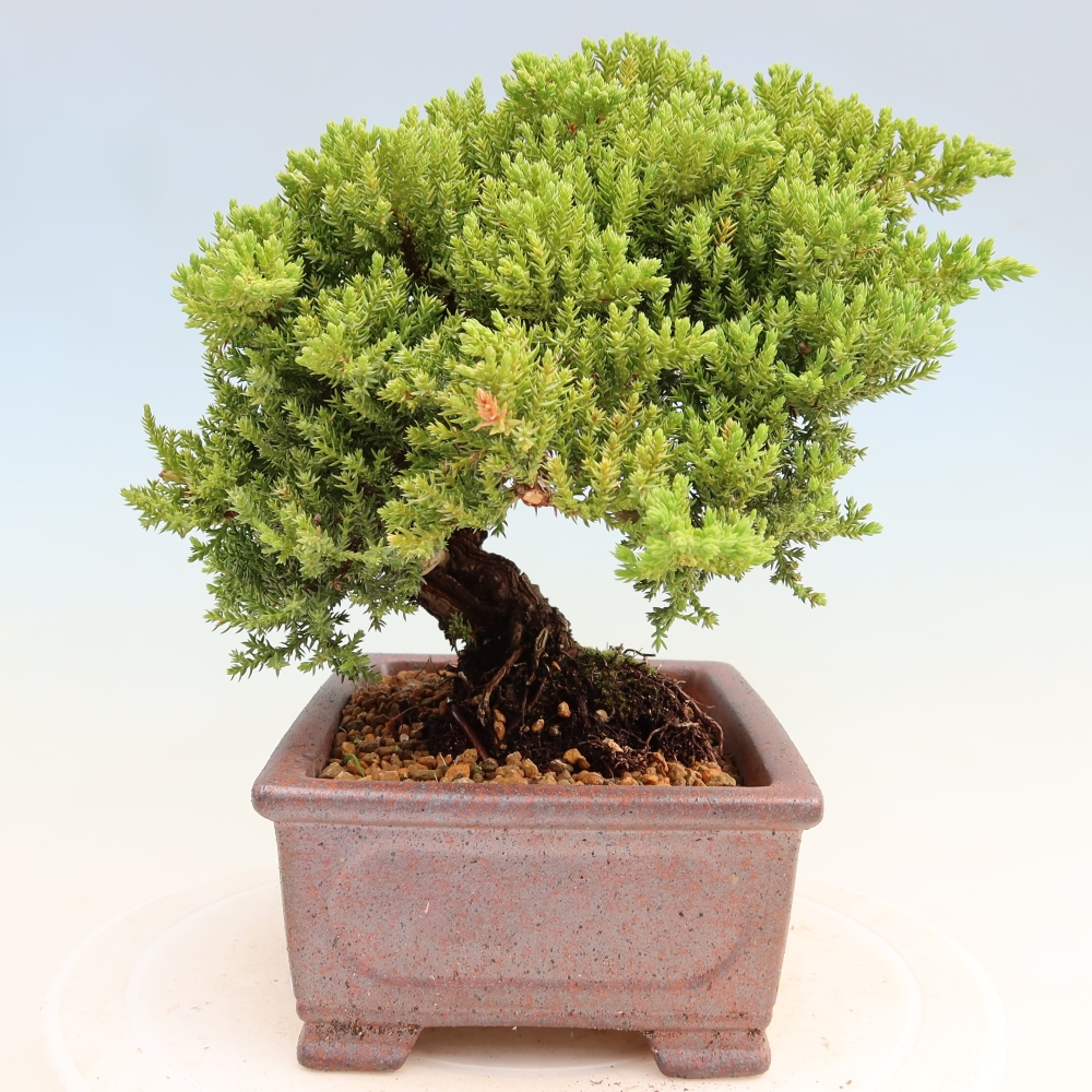 Vonkajší bonsai – Juniperus procumbens – Jalovec ležiaci
