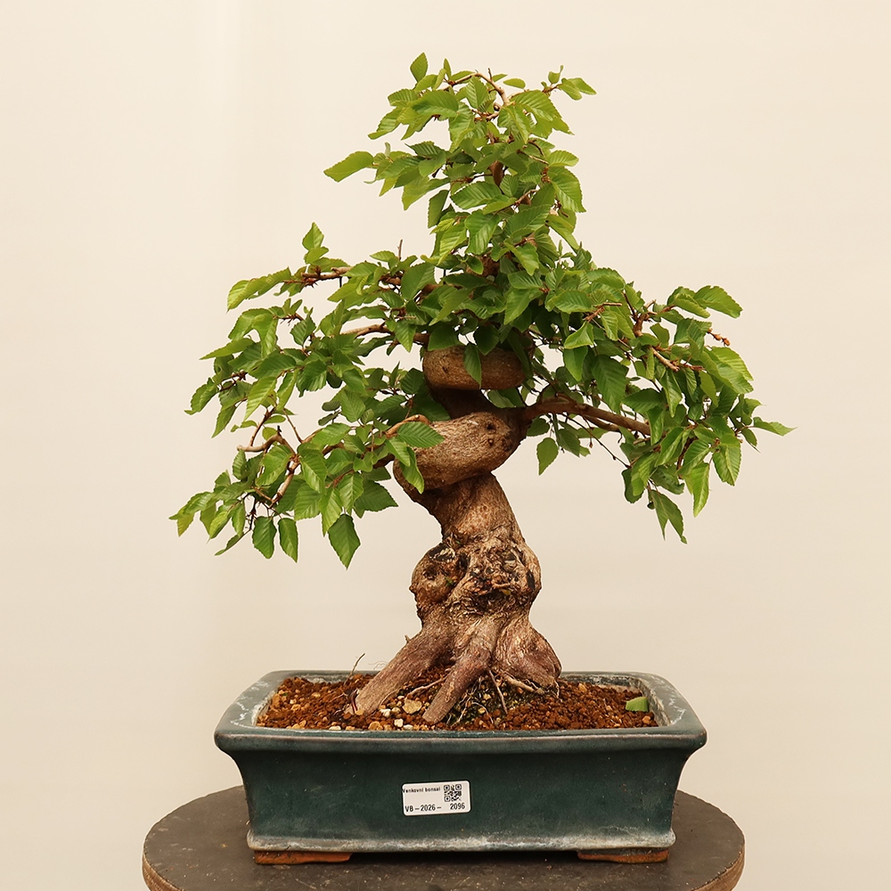Vonkajší bonsai -Carpinus Coreana - Hrab kórejský