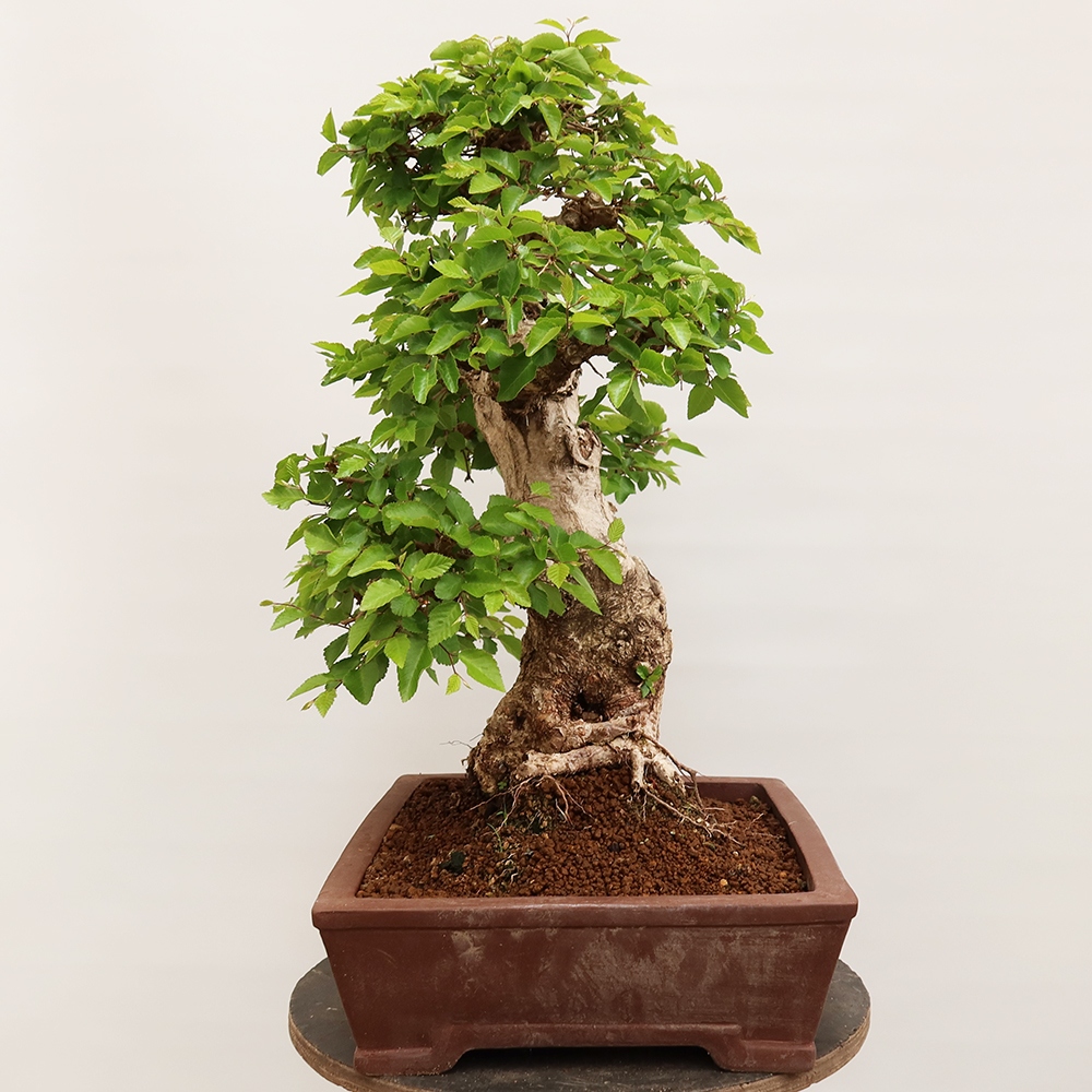 Vonkajší bonsai -Carpinus Coreana - Hrab kórejský