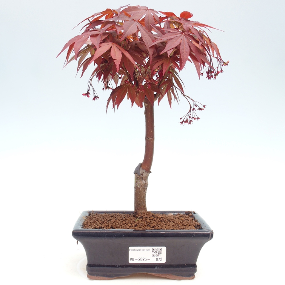 Vonkajší bonsai - Acer palm. Atropurpureum-Javor dlanitolistý