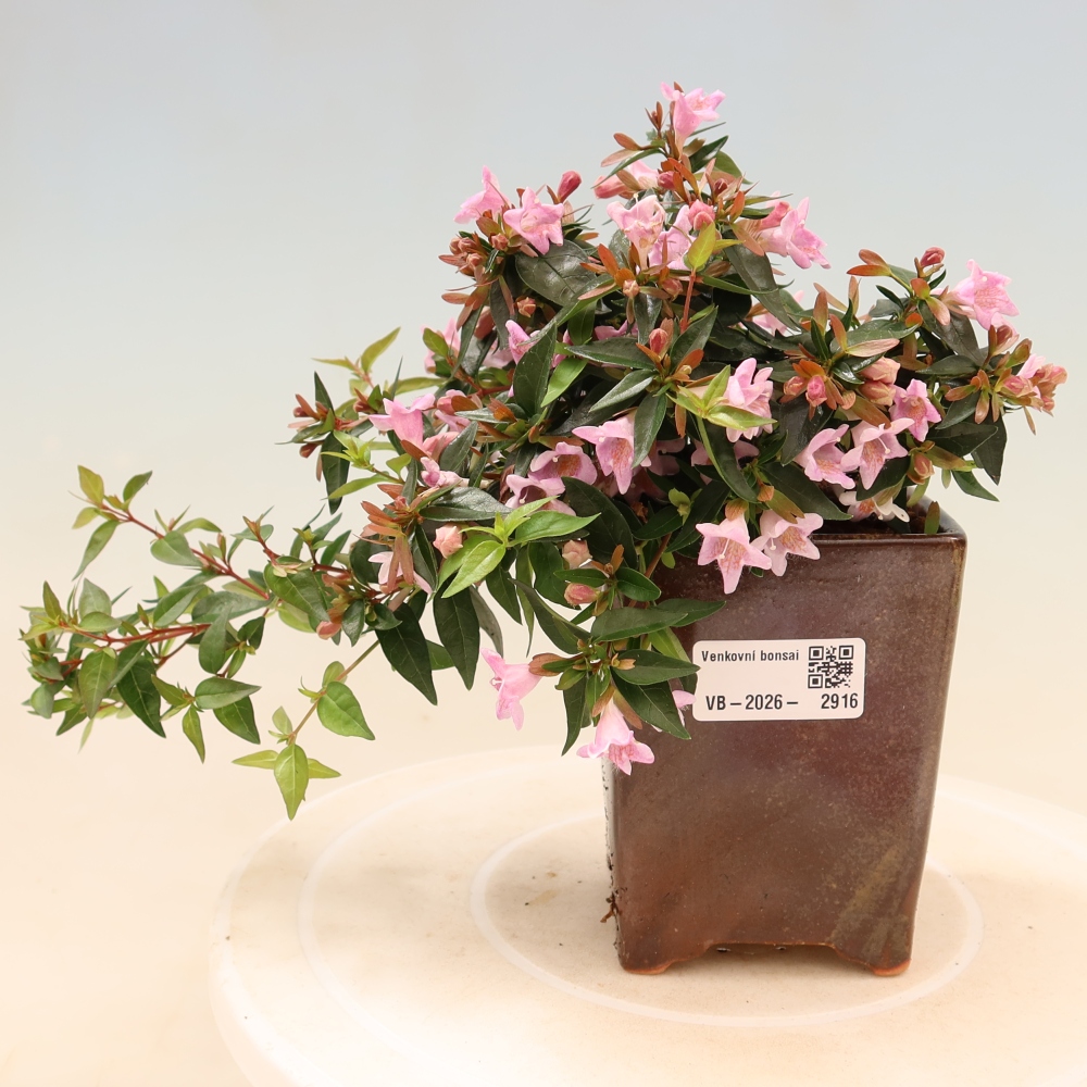 Vonkajší bonsai – Abelia Edward Goucher – Abelia veľkokvetá