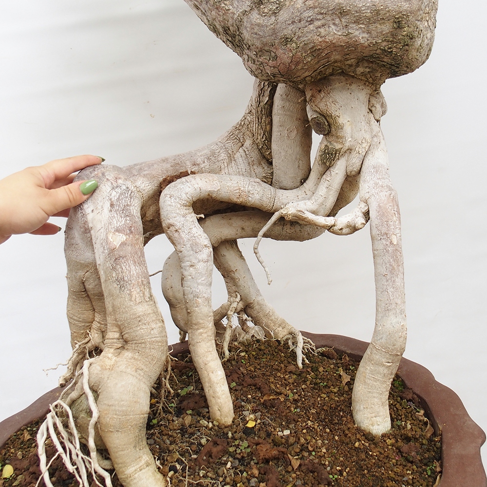 Izbová bonsai - Bouganwilea