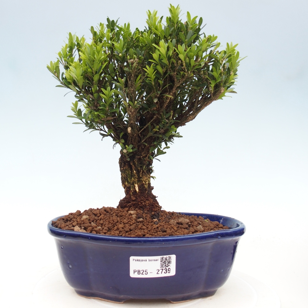 Izbová bonsai - Buxus harlandii - korkový buxus