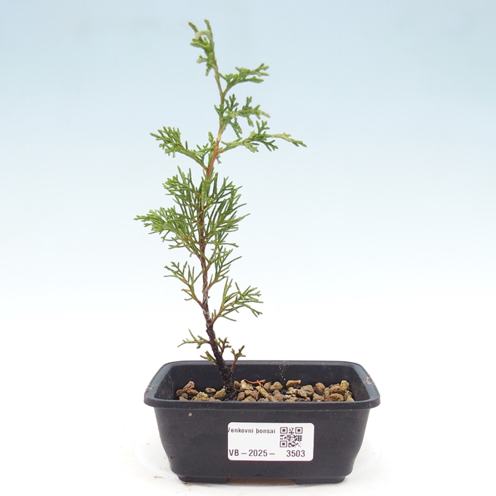 Vonkajší bonsaj - Juniperus chinensis Itoigawa