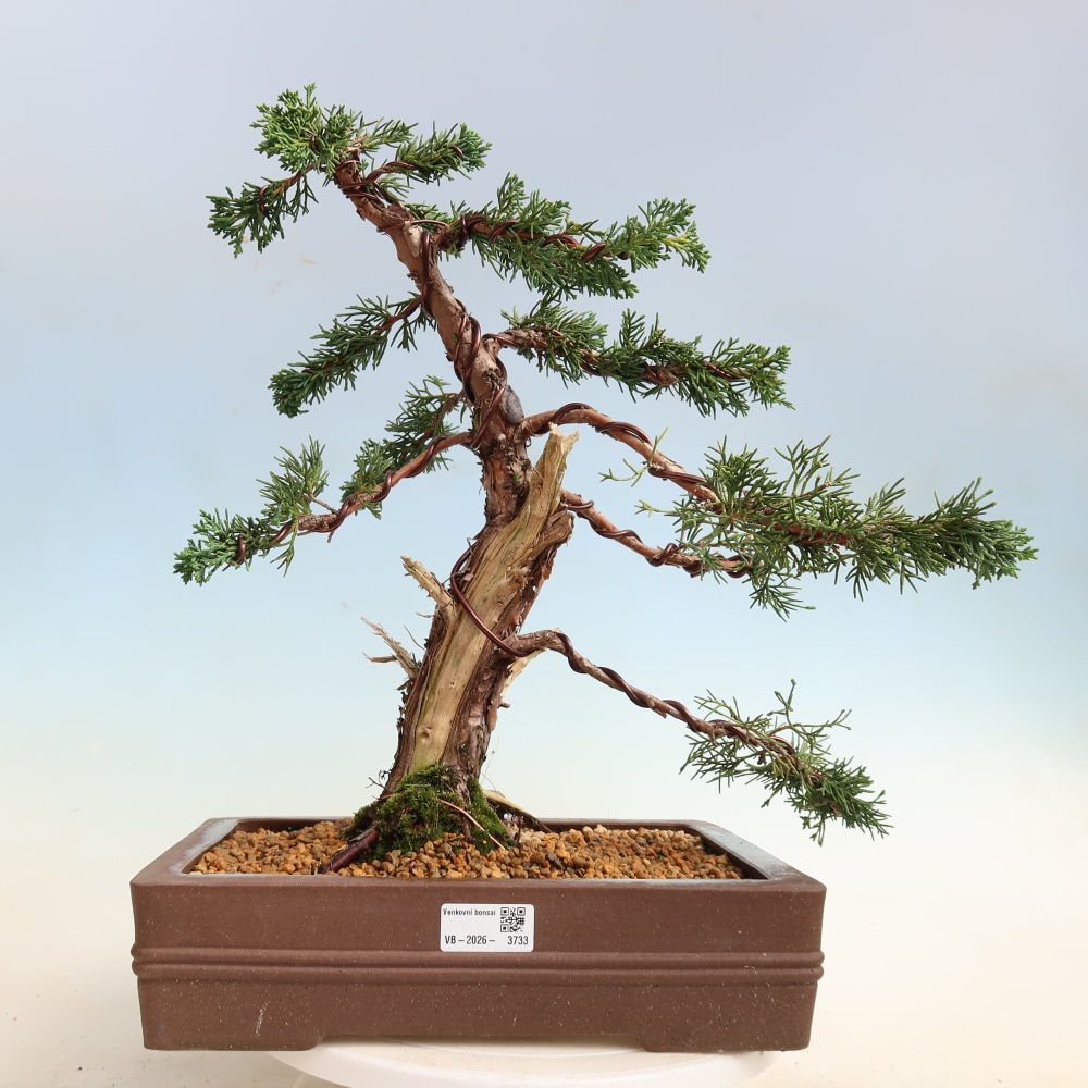 Vonkajší bonsaj - Juniperus chinensis Kishu