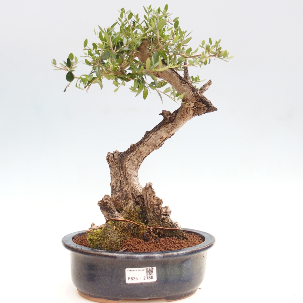 Izbová bonsai - Olea europaea sylvestris -Oliva evropská drobnolistá