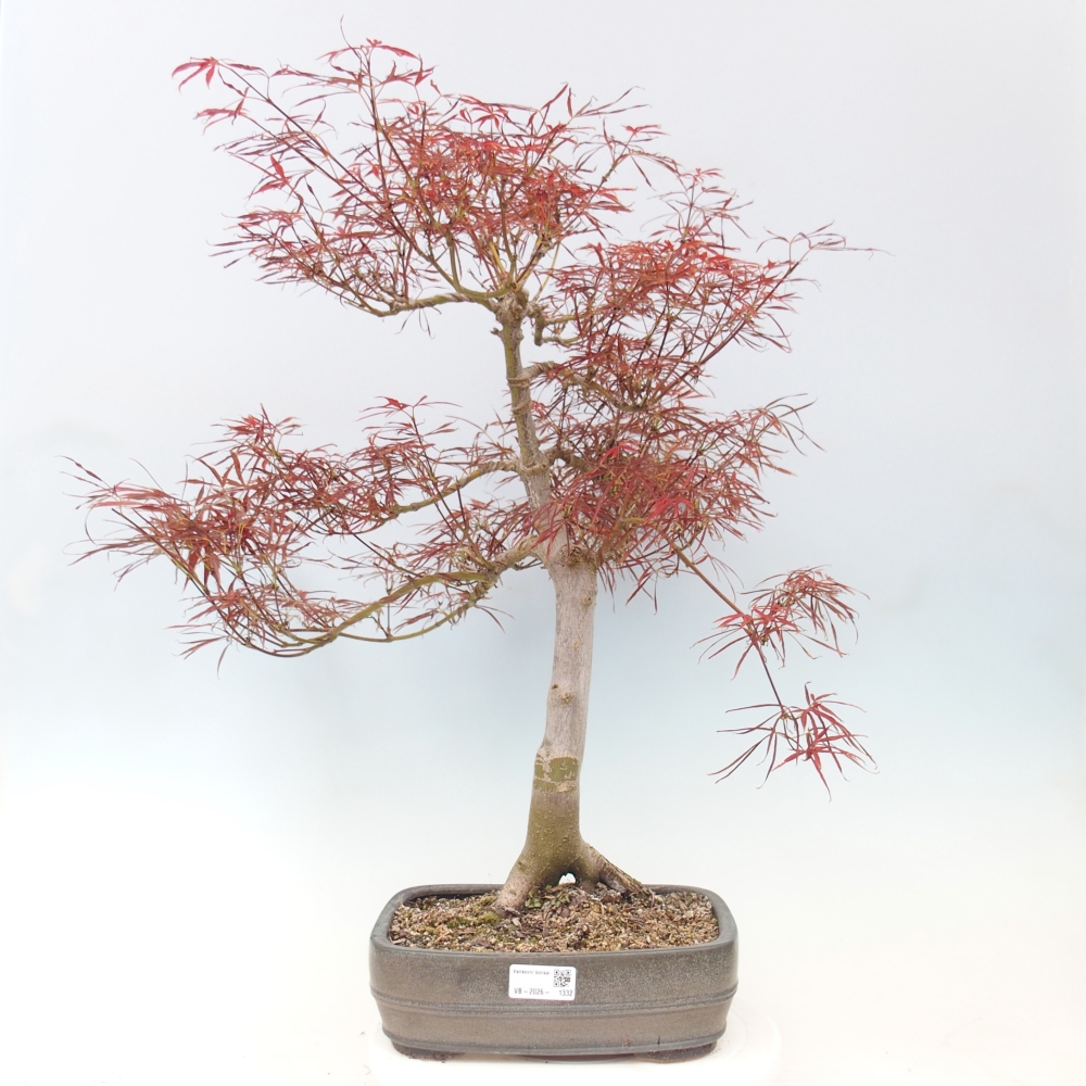 Vonkajší bonsaj - Acer palmatum RED PYGMY