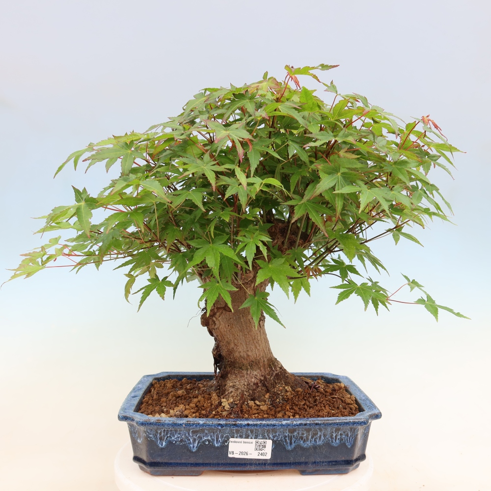 Vonkajšie bonsaje - Javor Burger - Acer Burgerianum
