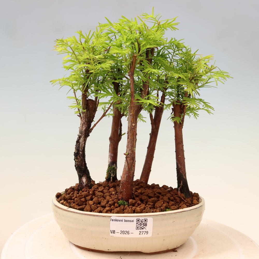 Vonkajší bonsai – Metasequoia glyptostroboides – čínska metasekvoja – hájik