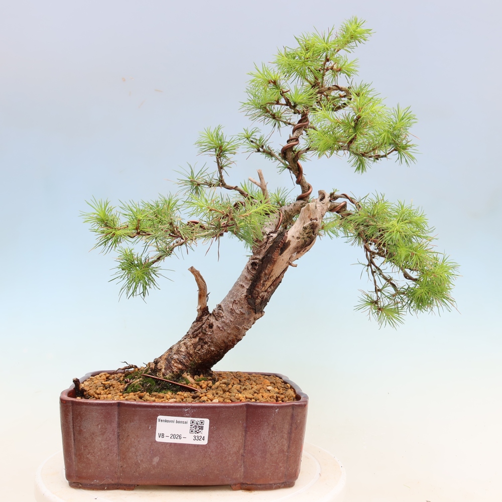 Vonkajšie bonsaje -Larix decidua - Smrekovec