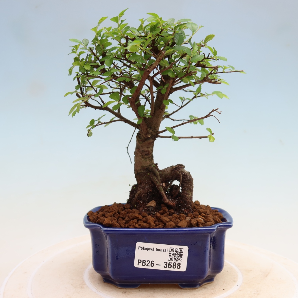 Izbový bonsaj - Ulmus parvifolia - brest malolistý
