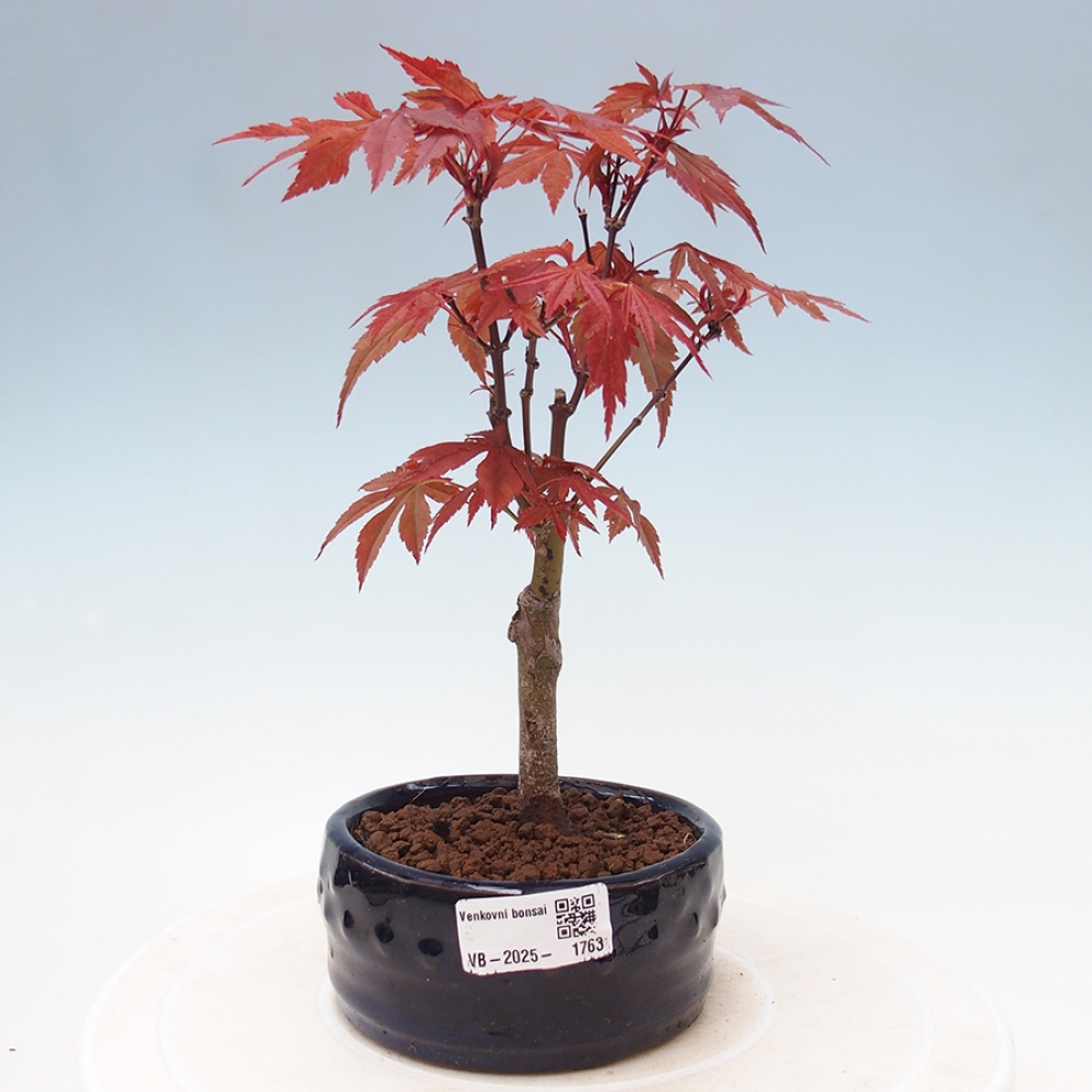 Vonkajší bonsai - Acer palm. Atropurpureum-Javor dlanitolistý