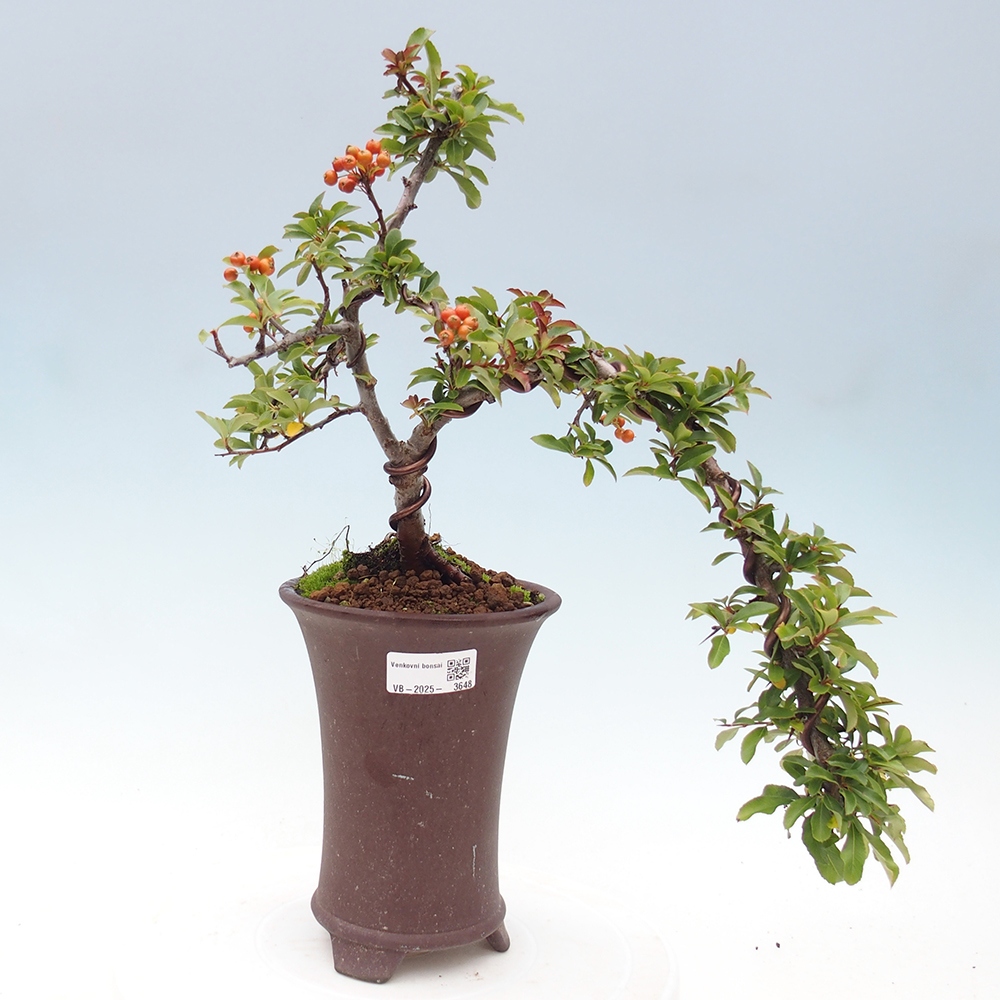 Vonkajšie bonsaje-Pyracantha Teton -Hlox