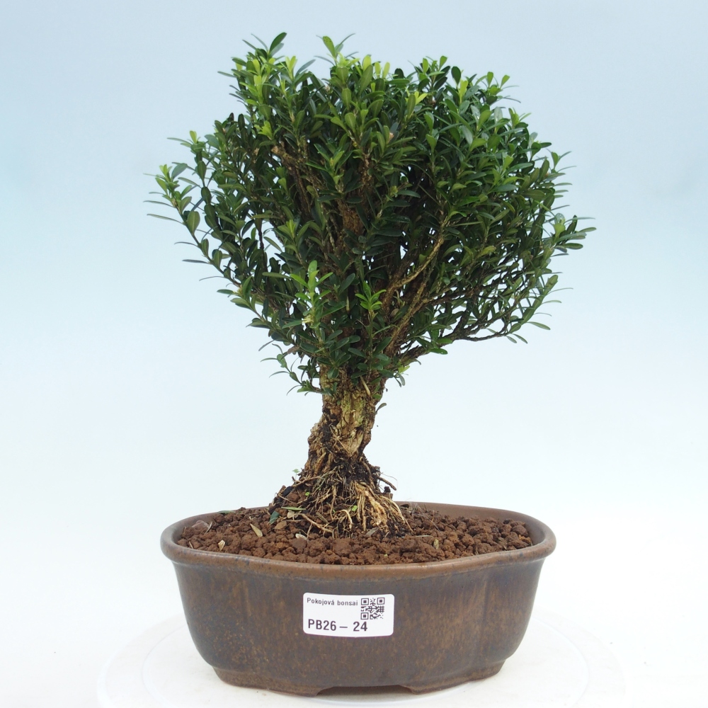 Izbové bonsaje - Buxus harlandii - korkový buxus