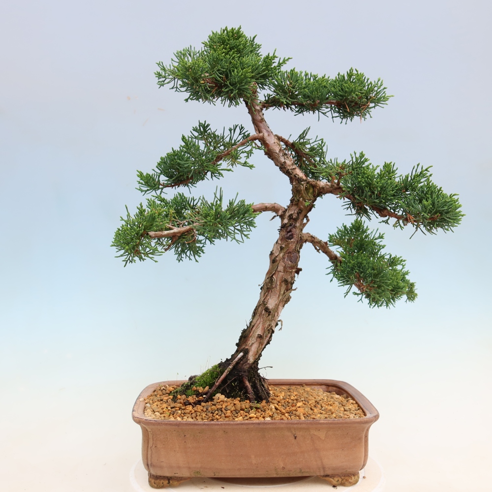 Vonkajší bonsaj - Juniperus chinensis Kishu
