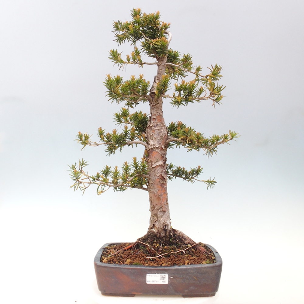 Vonkajší bonsai - Taxus cuspidata - Tis japonský