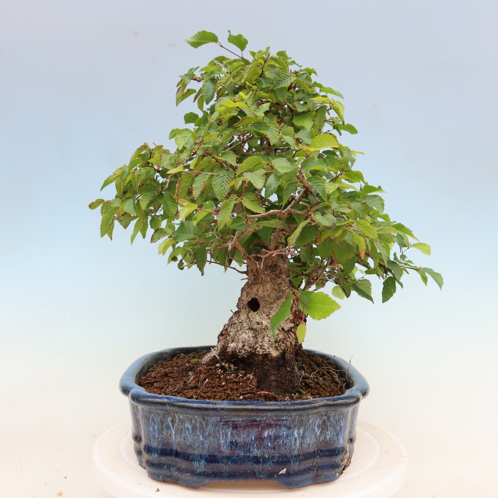 Vonkajší bonsaj -Carpinus coreana - Hrab kórejský