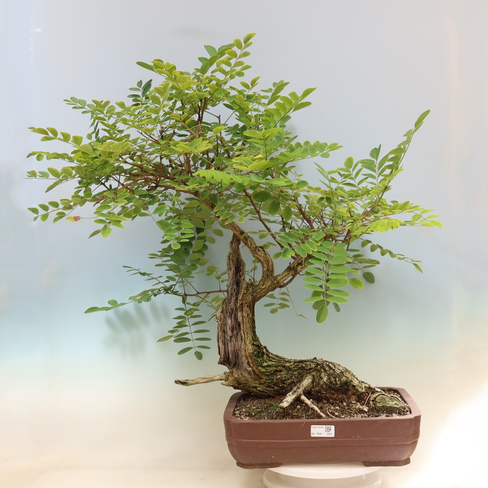 Vonkajší bonsai – trnovník akát – Robinia pseudoacacia