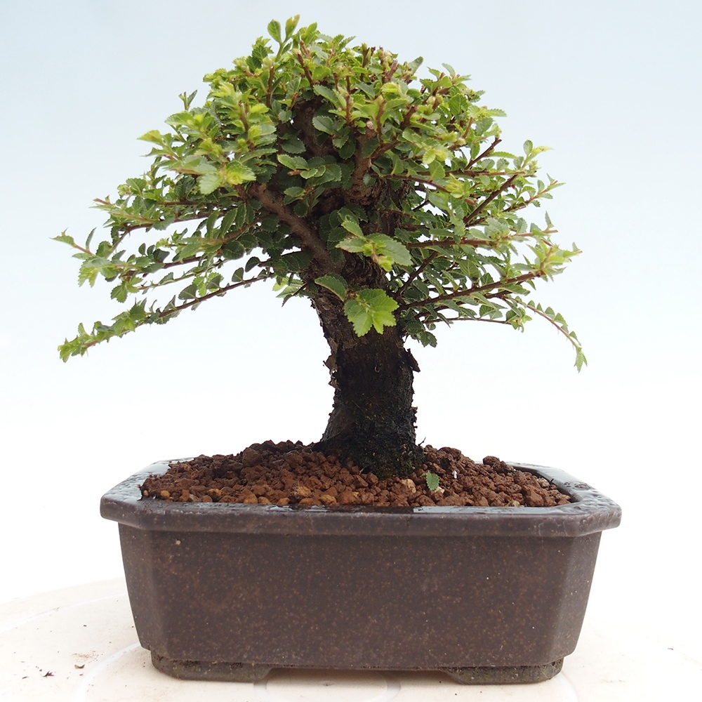 Vonkajší bonsai - Ulmus parvifolia Hokkaido - brest Čínsky