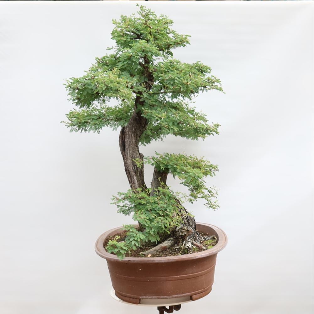 Izba bonsai – Akacia Arabica