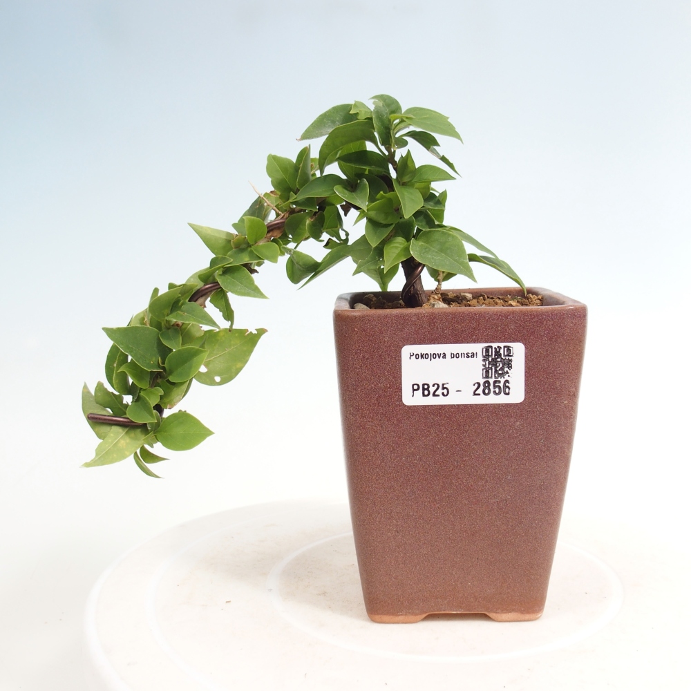 Izbová bonsai - Bouganwilea