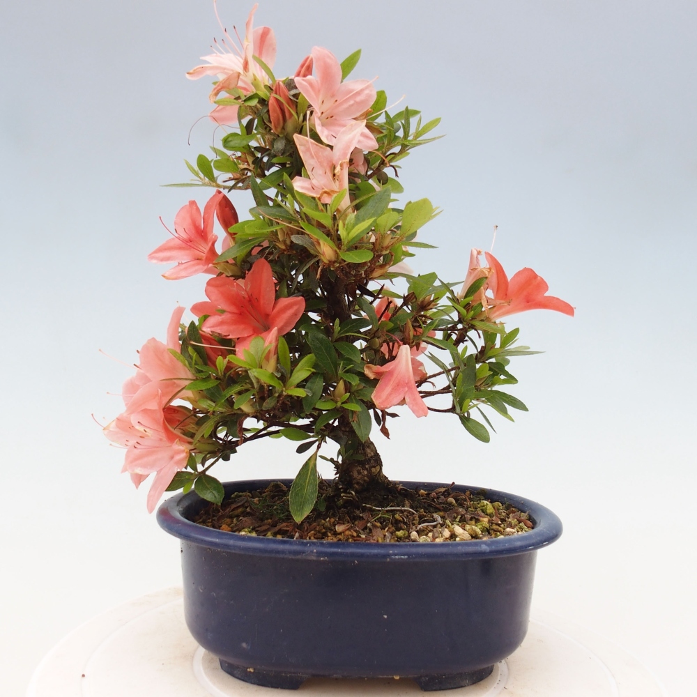 Vonkajší bonsai - Japonská azalka -  Azalea Nikko