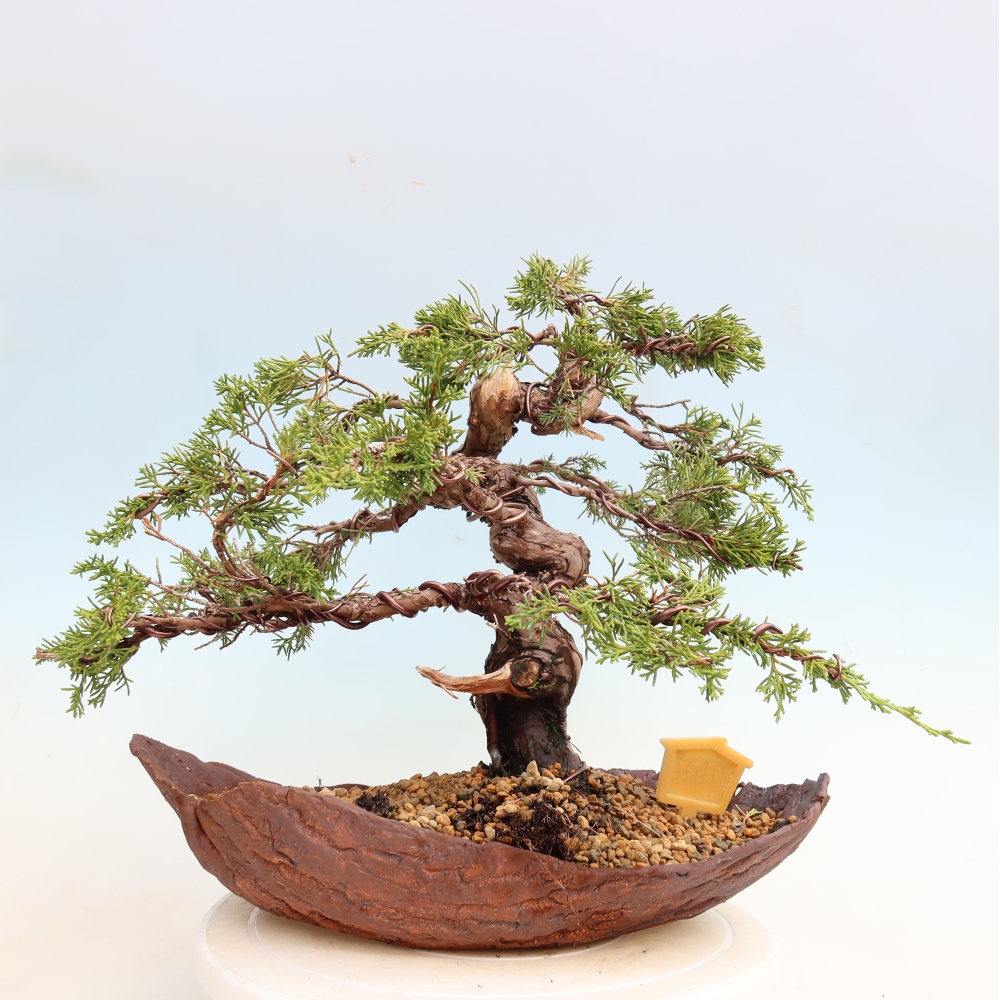 Vonkajší bonsai – Juniperus chinensis Itoigawa – čínsky jalovec