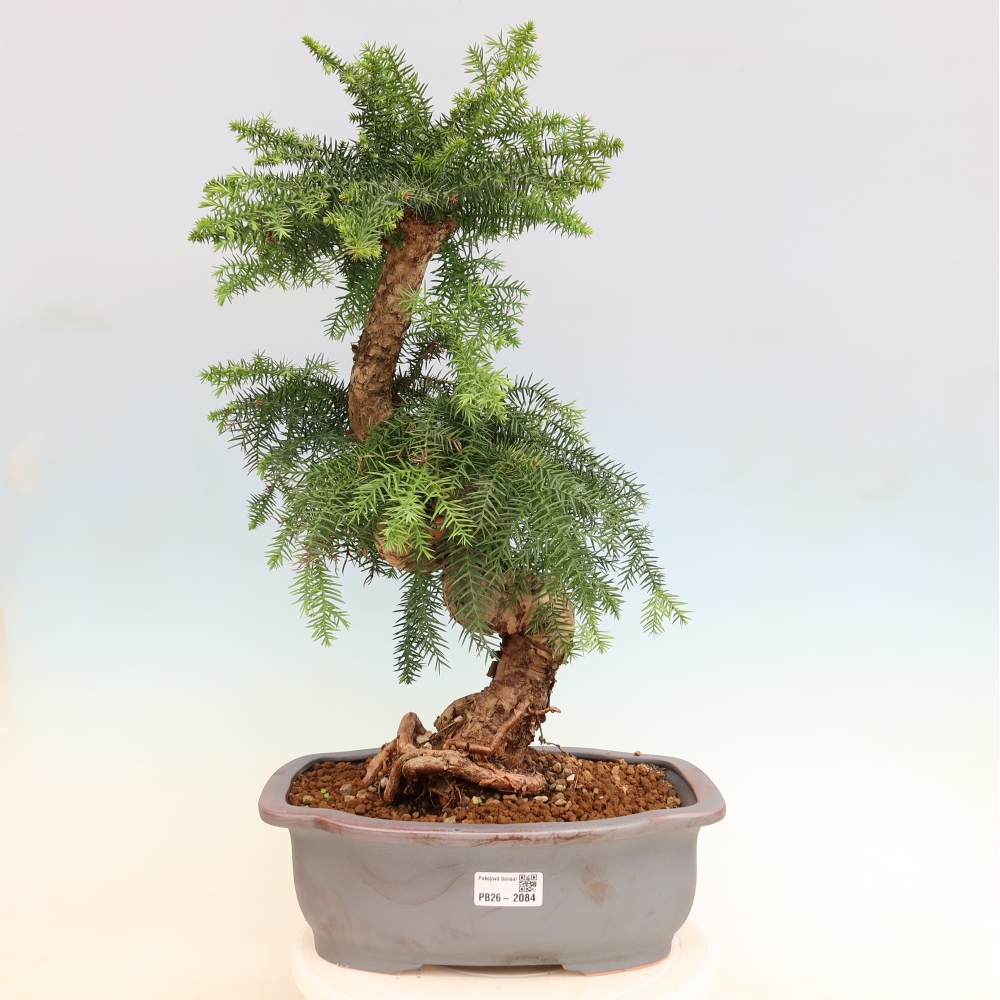 Izba bonsai – Araukária – izba smreček