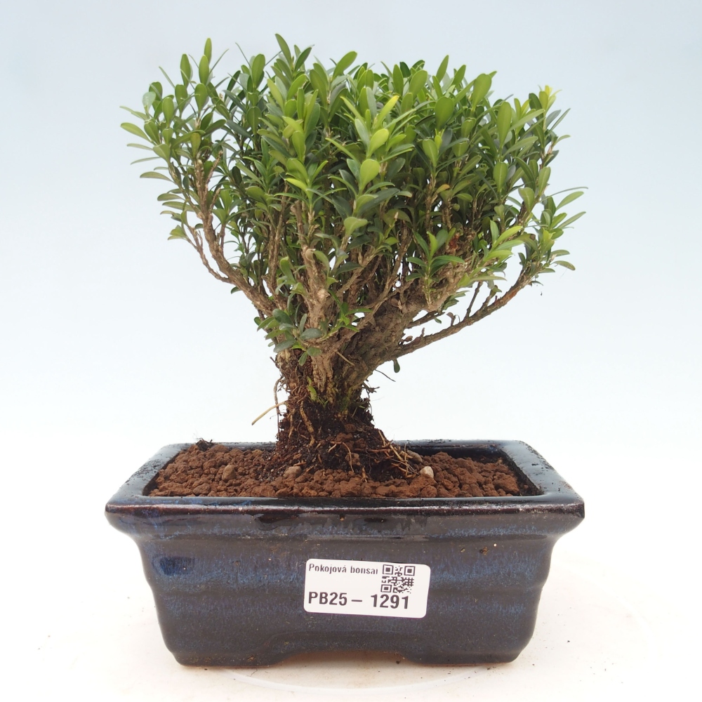 Izbová bonsai - Buxus harlandii - korkový buxus