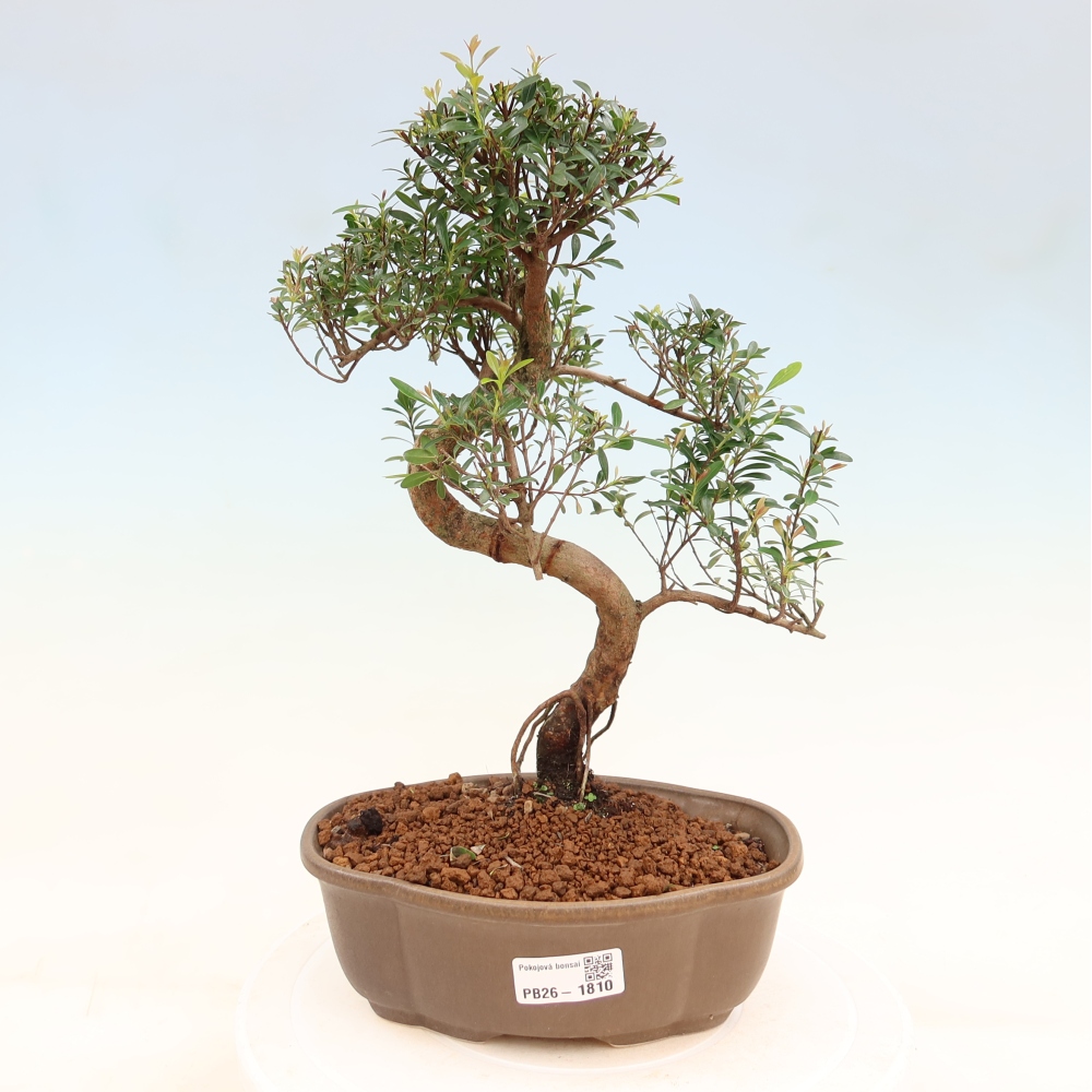 Izbové bonsaje - Syzygium - Pimento