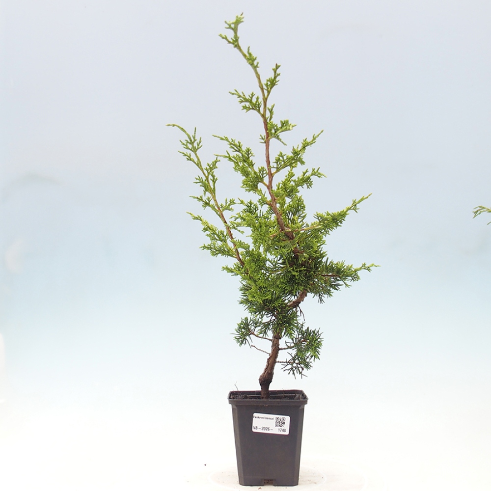 Vonkajší bonsaj - Juniperus chinensis Itoigawa