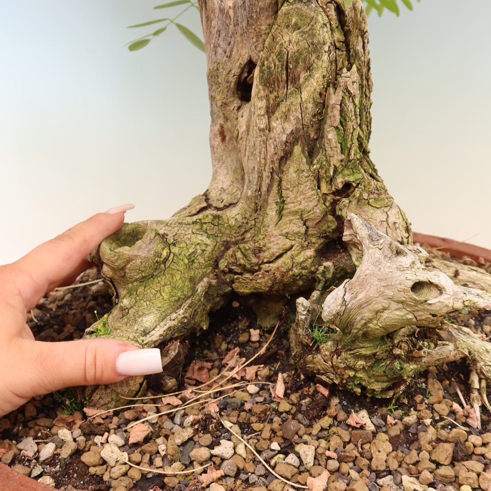 Vonkajší bonsai – trnovník akát – Robinia pseudoacacia