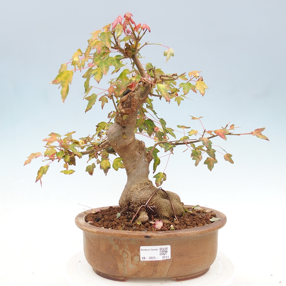 Vonkajšie bonsai - Javor Buergerianum - Javor Burgerův