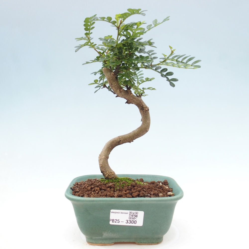 Izbová bonsai - Zantoxylum piperitum - korenistý