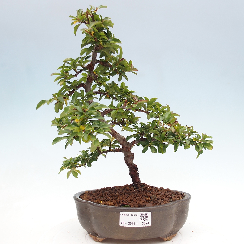 Vonkajšie bonsaje-Pyracantha Teton -Hlox