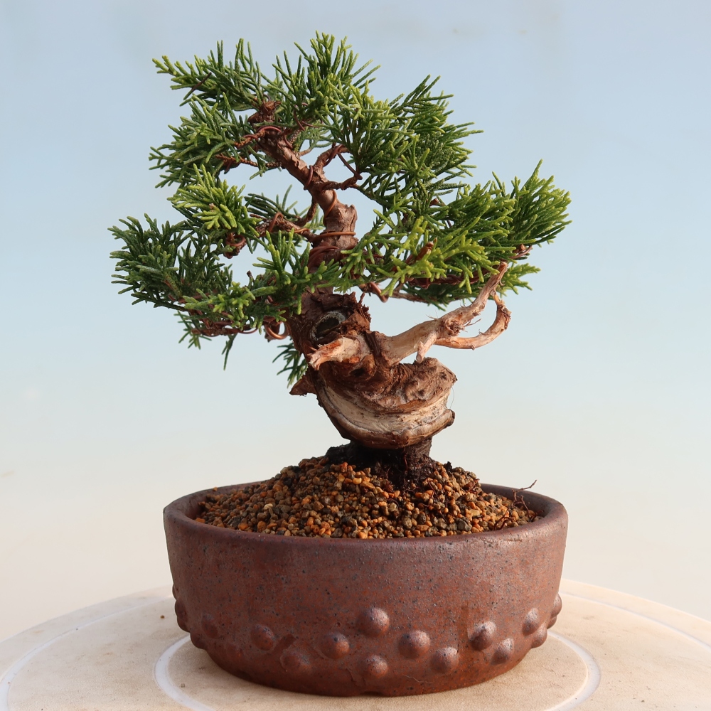 Vonkajší bonsai - Juniperus chinensis Itoigawa -Jalovec čínsky