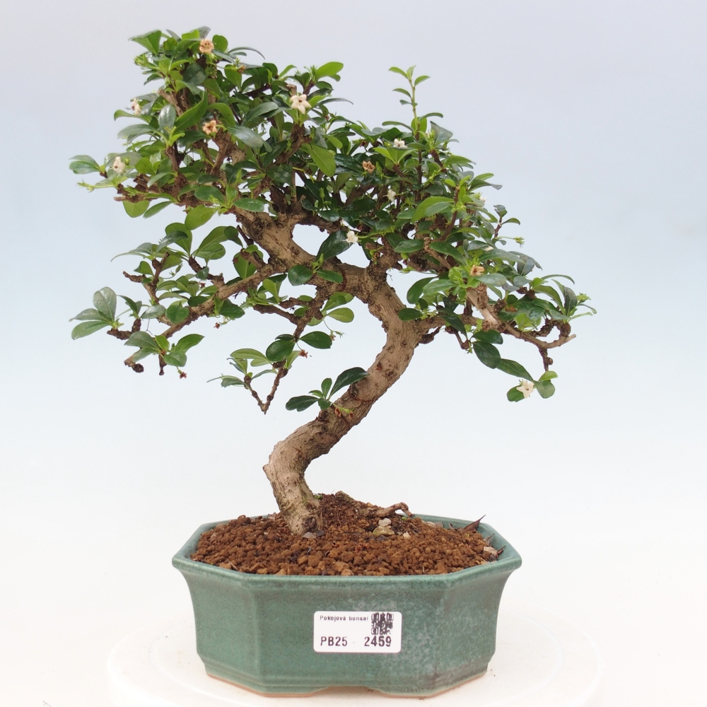 Izbová bonsai - Carmona macrophylla - Čaj fuki
