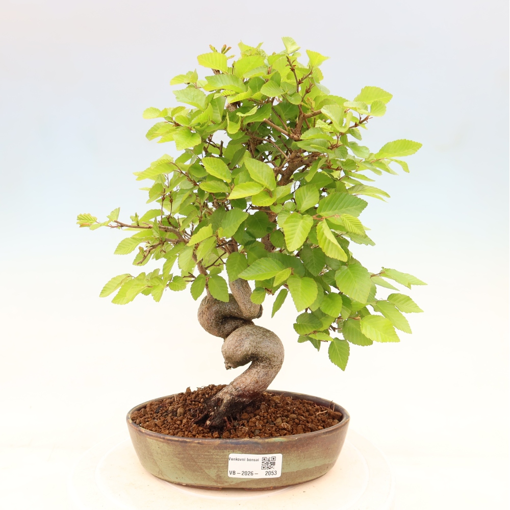 Vonkajší bonsaj -Carpinus coreana - Hrab kórejský