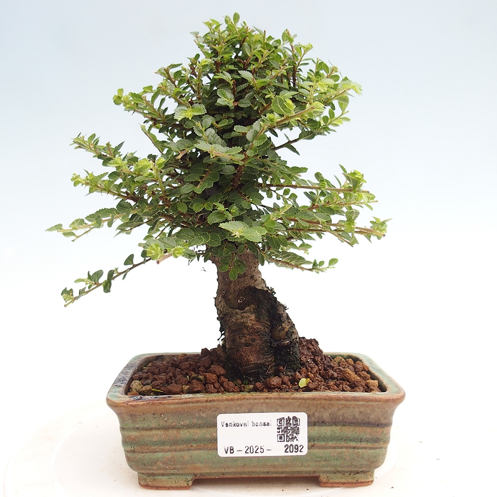 Vonkajší bonsai - Ulmus parvifolia Hokkaido - brest Čínsky