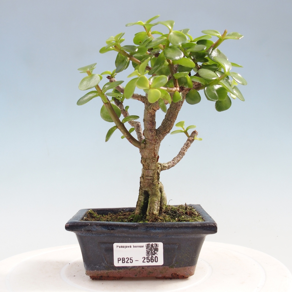 Izbová bonsai - Portulakaria Afra - Tlustice