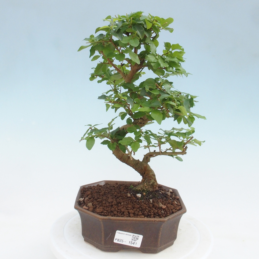 Izbová bonsai -Ligustrum chinensis - Vtáčí zob