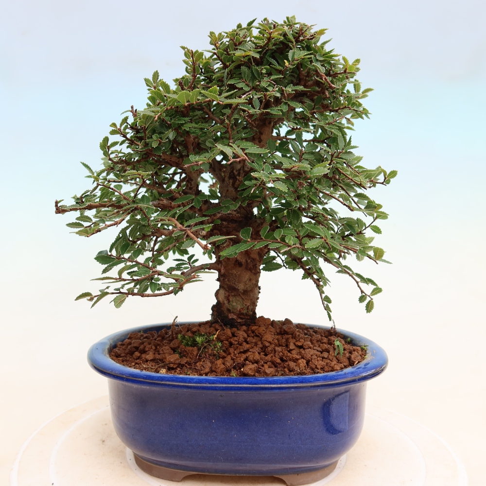 Vonkajšie bonsaje - Zelkova - Zelkova NIRE