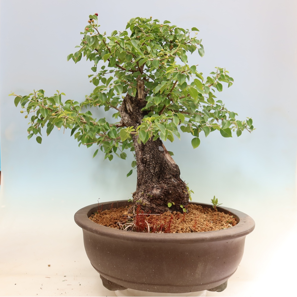 Vonkajší bonsai – Mahalebka – Prunus mahaleb