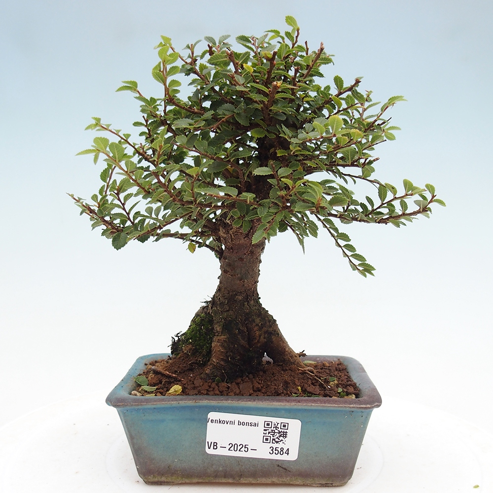 Vonkajší bonsai - Ulmus parvifolia Hokkaido - brest Čínsky