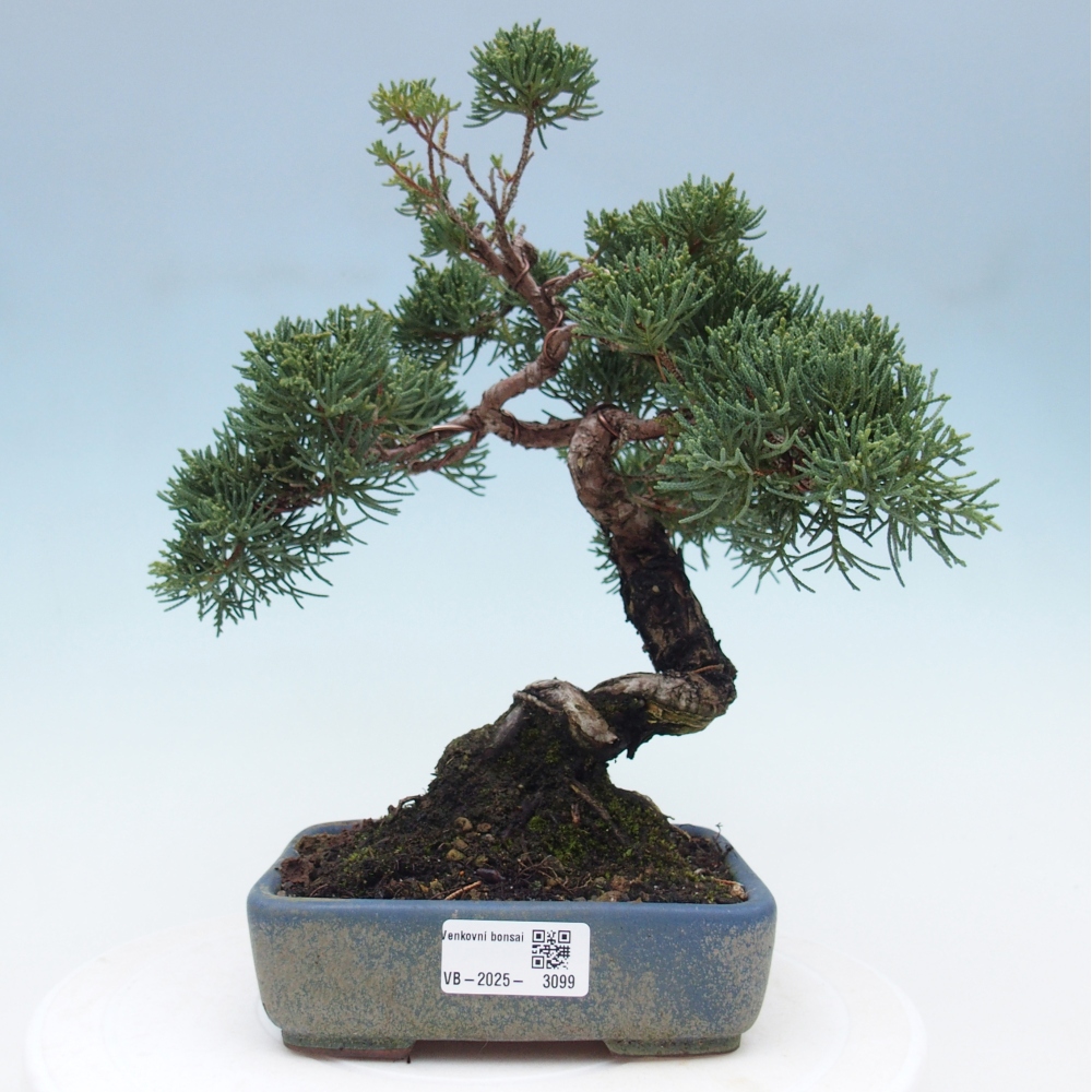 Vonkajšie bonsai - Juniperus chinensis Kishu -Jalovec čínsky