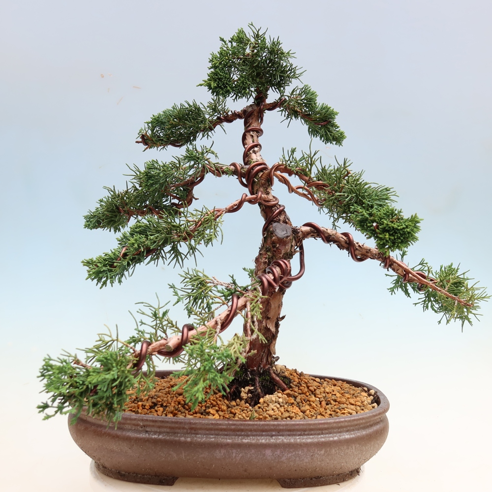 Vonkajší bonsaj - Juniperus chinensis Kishu